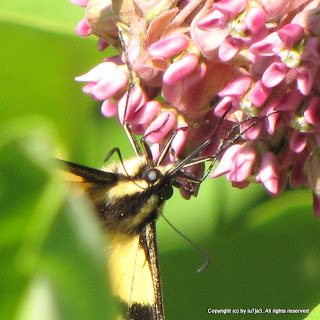 Tiger Swallowtail