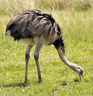 ñandù Rhea americana