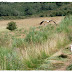 Una carretera de montaña. Capítulo 3000.