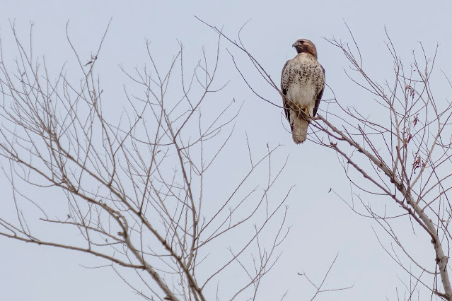 Red-tailed Hawk, raptor, birds, birder, birdwatching, nature, Sacramento National Wildlife Refuge, California