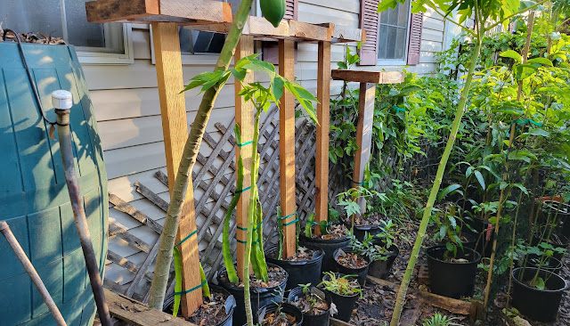 How to grow dragonfruit in a small garden
