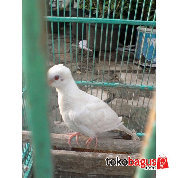 JUAL KUTUT Jual Burung Perkutut Putih Lokal Harga Terjangkau