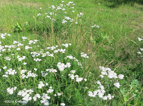 lawn with yarrow