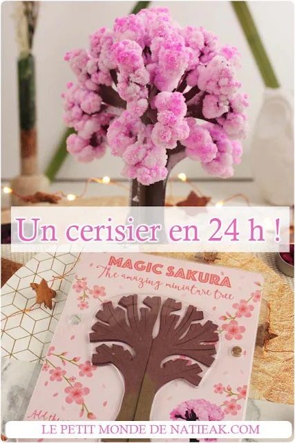 Magic Sakura cerisier miniature en 24 h  !