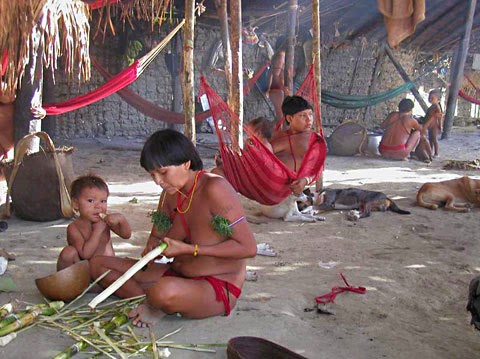 Malapetaka Suku Yanomami di Hutan Hujan