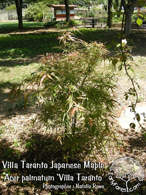 bamboo leaf japanese maple bonsai. amboo leaf japanese maple