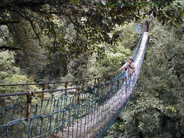 Lima Hutan Terbaik yang Ada di Indonesia