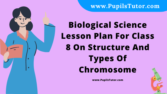 Free Download PDF Of Biological Science Lesson Plan For Class 8 On Structure And Types Of Chromosome Topic For B.Ed 1st 2nd Year/Sem, DELED, BTC, M.Ed On Real School Teaching And Practice Skill In English. - www.pupilstutor.com