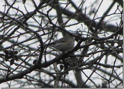 Yellow Rump Warbler