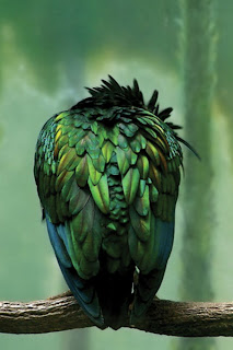 Greeny Bird iPhone Wallpaper