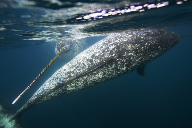 beluga whale facts for kids. eluga whale skeleton.