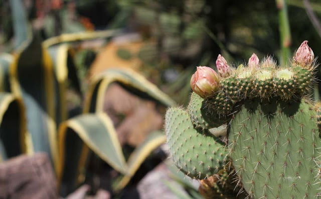 Cactus Flowers Pictures