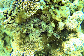 Akabe Akabe'de Tüplü Dalış, Akabe, Ürdün, tüplü dalış, scuba diving, Kızıldeniz, vizesiz tatil, Aqaba Sharks Bay Divers, anemon, deniz kaplumbağası, batık, dil balığı, taş balığı, lipsoz,