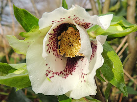 floraison d'hiver