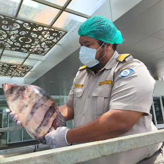 Ikan Asal Kapuas Hulu Laku Keras di Malaysia