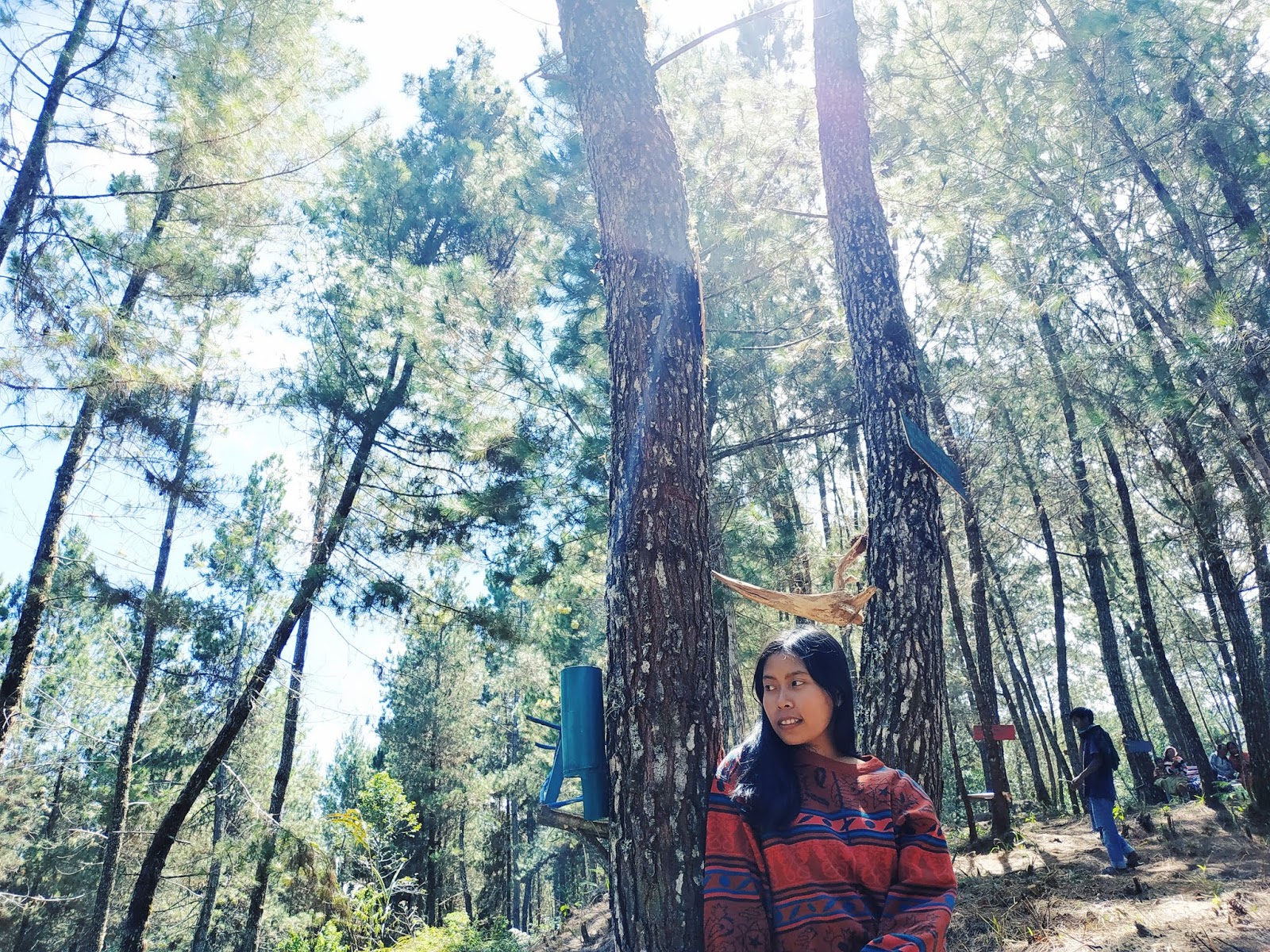 Wisata Alam Terbaru Hutan Pinus Paonganan Toraja Utara Soldomiid