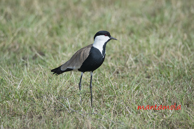 Spur-winged lapwing (Vanellus spinosus)