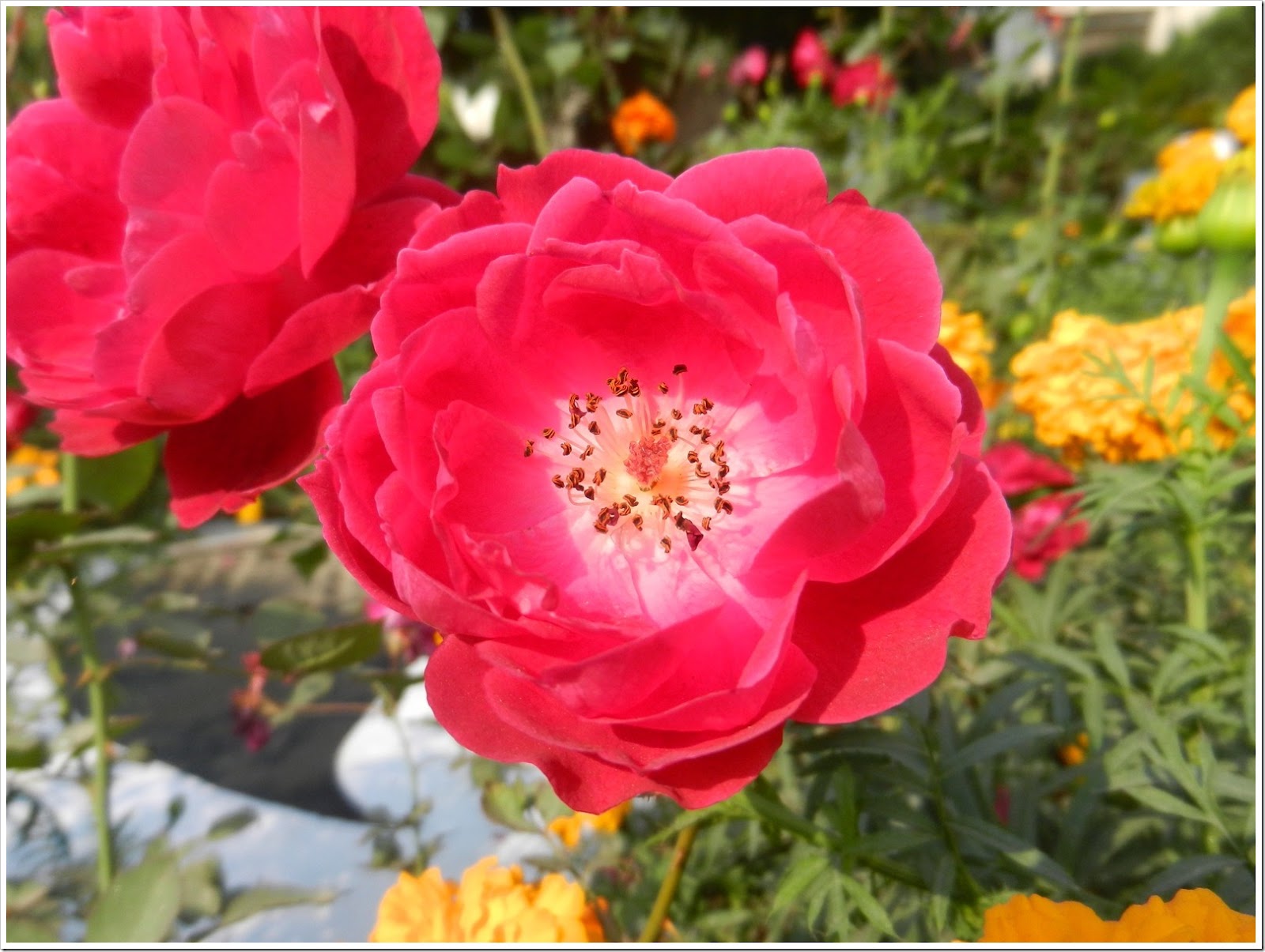 DSCN1484