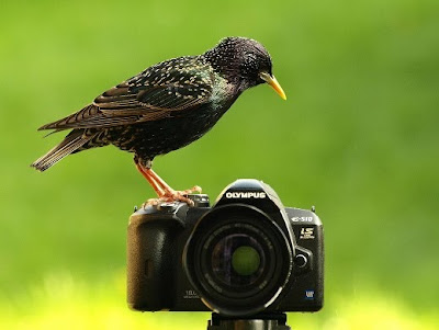 Animal With Camera Seen On www.coolpicturegallery.us