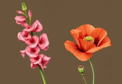 My Birth Flowers by month : Gladiolus and Poppy Illustration (August Flowers)