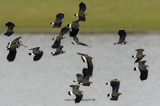 Naturfotografie Wildlifefotografie Lippeaue Olaf Kerber