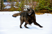 Black Wolf in Snow Facts And Photos