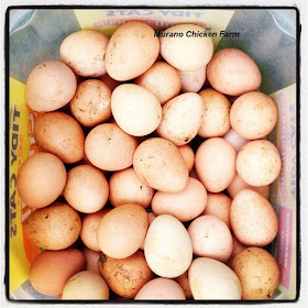 Tub of guinea fowl eggs ready for the incubator