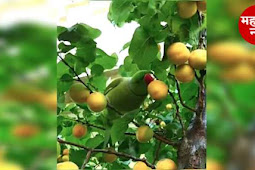 एकमेका सहाय्य करू १: पोपट आणि फळझाडे