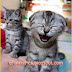 Funny Laughing Kitten