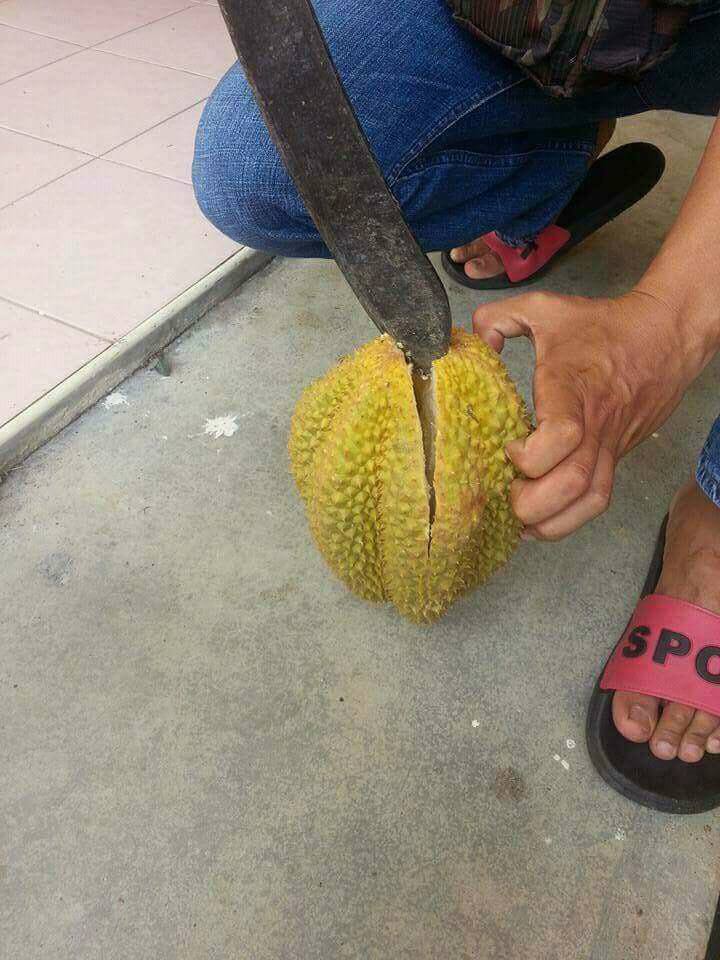 Terbaru 25 Gambar Lucu Tentang Durian