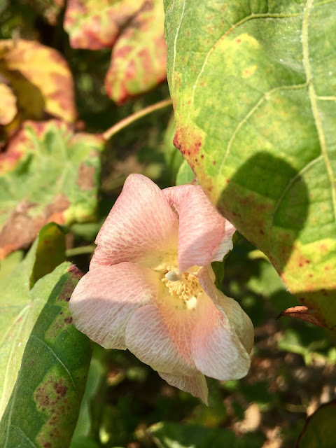 cotton, huwei, yunlin, taiwan