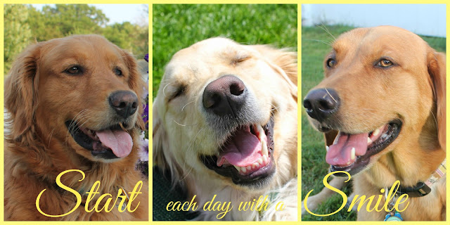 Sugar the golden retriever's birthday blog hop, golden woofs