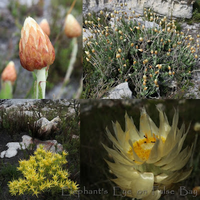 Syncarpha speciosissima at Cape Point in August Leucadendron salignum