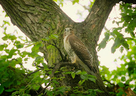 Tompkins Square red-tailed hawk fledgling