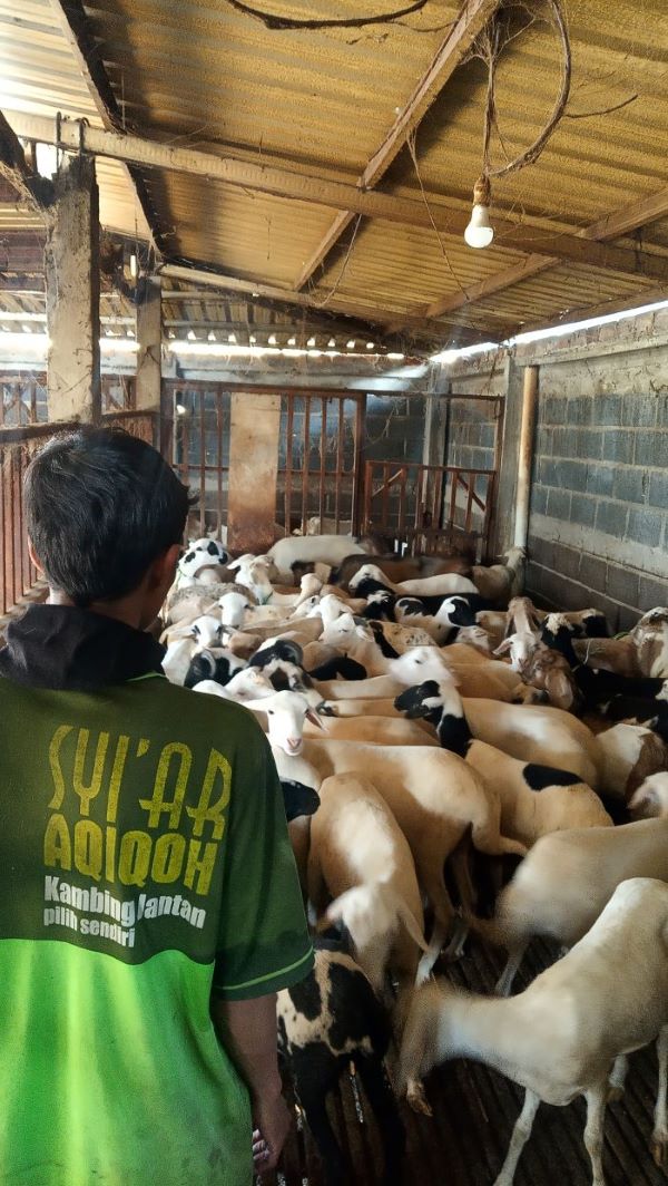 Paket Aqiqah Wilayah Sidoarjo  Jimbaranwetan Wonoayu