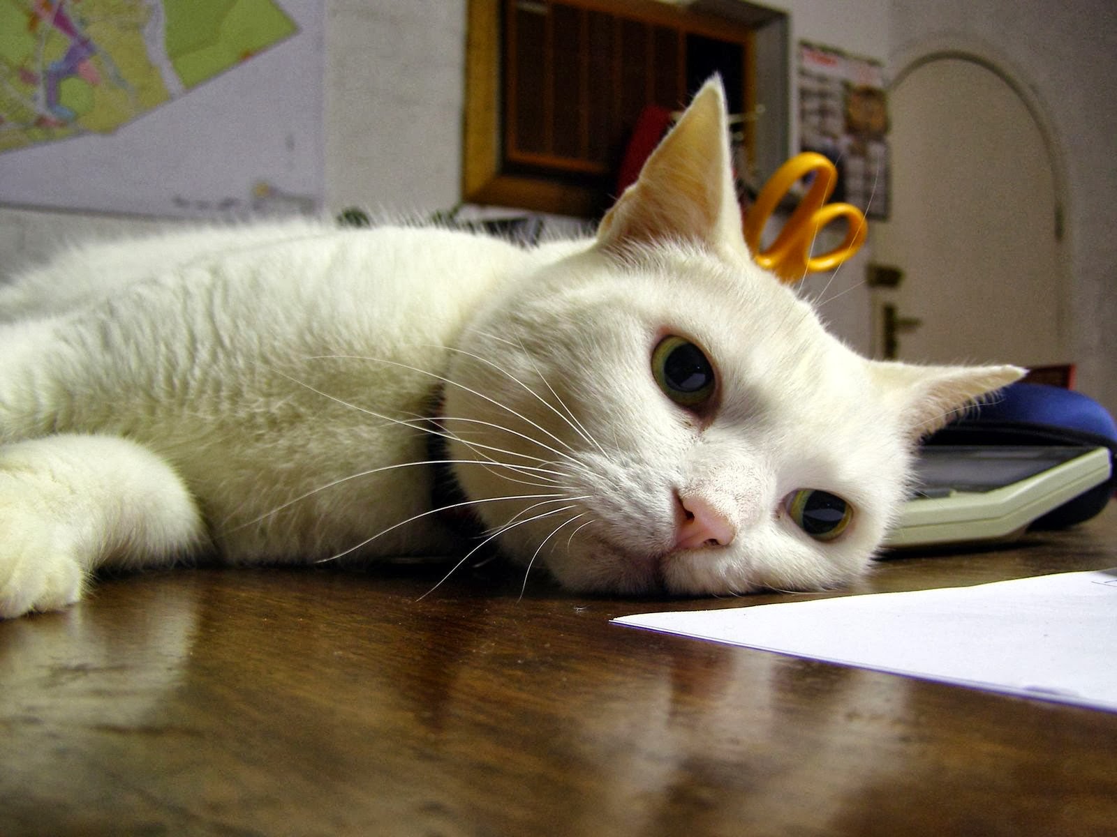 Cara Mengatasi Kucing Yang Sedang Birahi Tanpa Kawin Blog Kucing