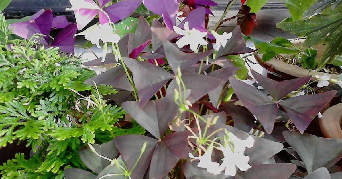 My Wonderful Timez.: Bunga Kupu-kupu aka Oxalis 