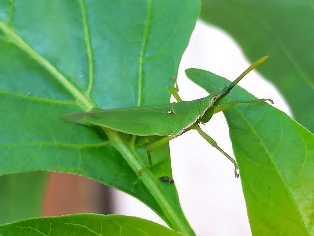 Atractomorpha crenulata, Belalang Berkepala Lancip