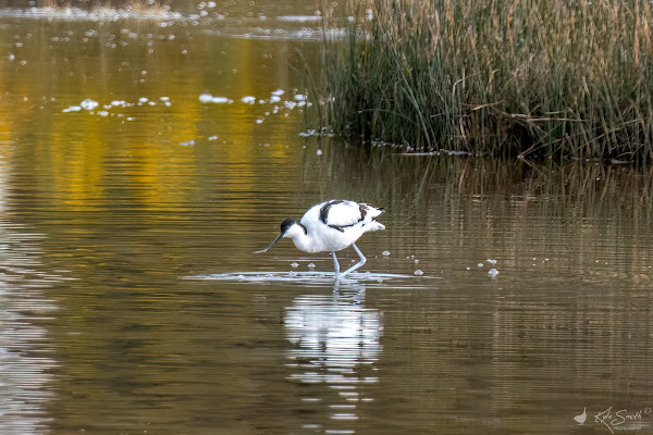 Avocet