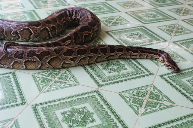 Snake farm along the Mekong Delta with Les Rives, Vietnam - lifestyle and travel blog