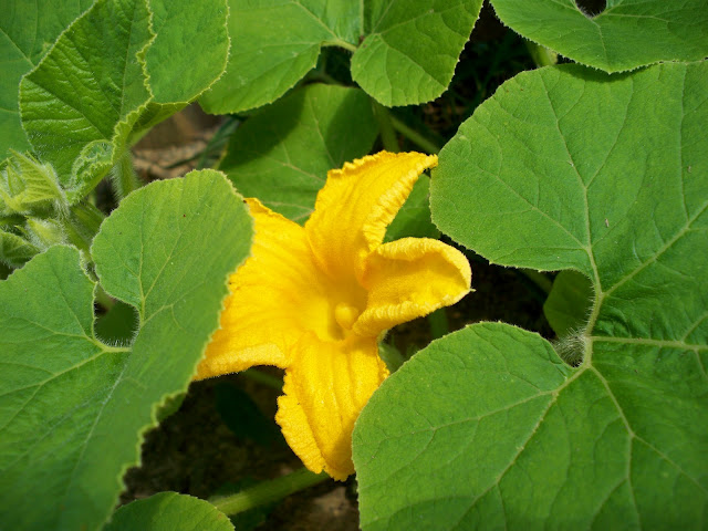 organic pumpkins are blooming!