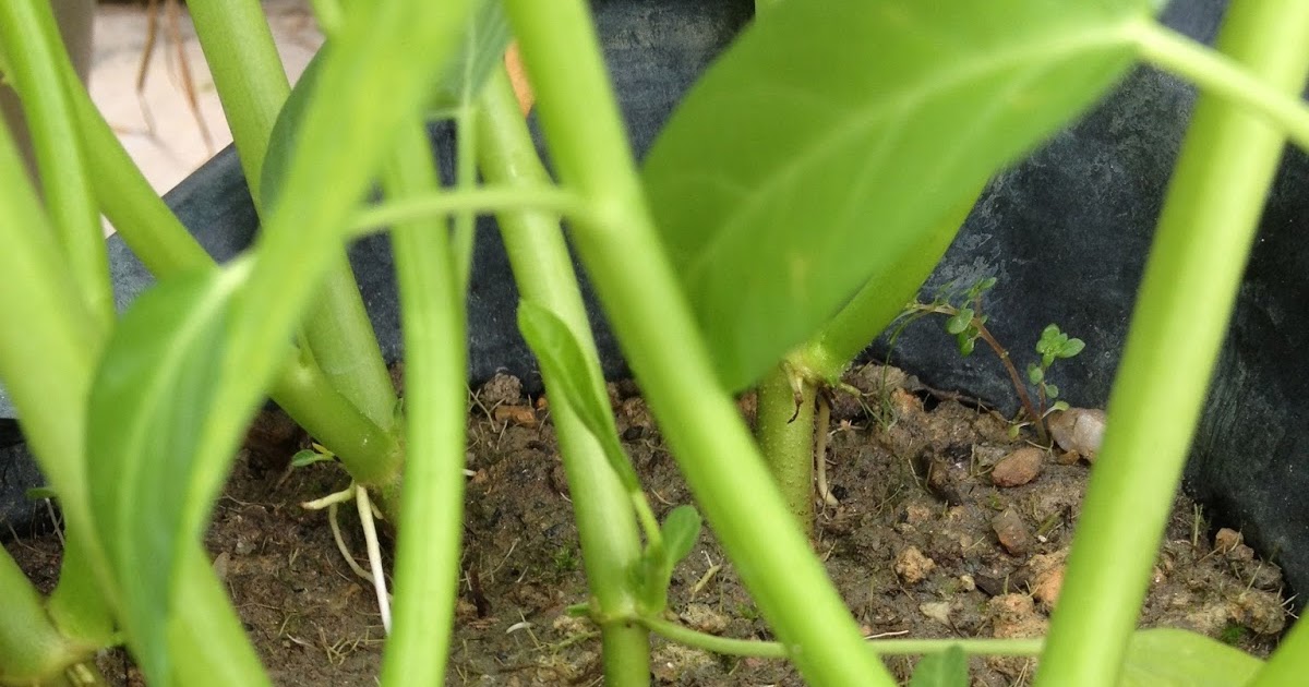 Jom Tanam  Sayur JTS Morfologi Kangkung DaratJom 