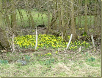 Lesley winter aconite