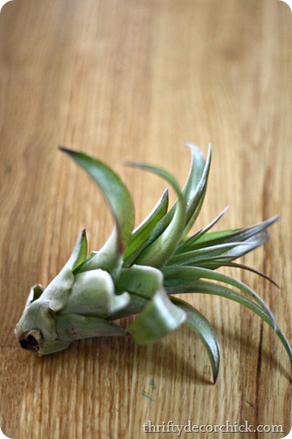 air plants
