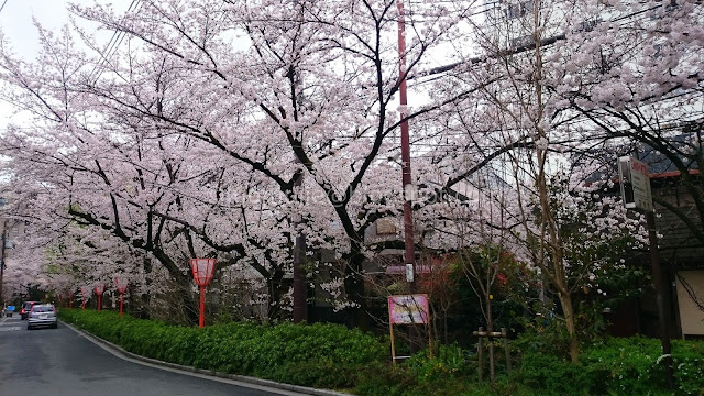 Japan cherry blossoms