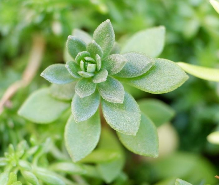 多肉植物 蔓万年草 ツルマンネングサ 特徴と育て方 たにく図鑑 草日和 Kusabiyori