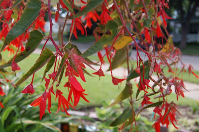 red dragon begonia