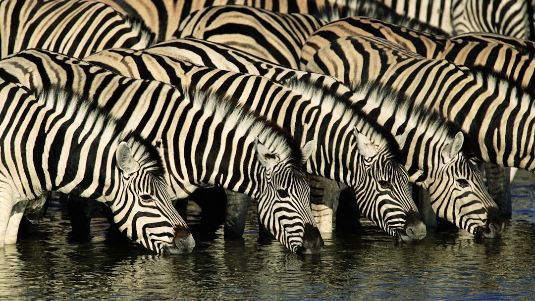Zebra HD Wallpaper