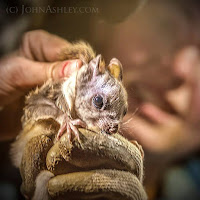 Northern flying squirrel (c) John Ashley