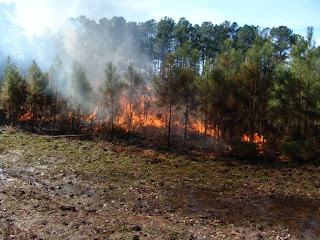 Audubon SC burning Longleaf Pine by Mark Musselman